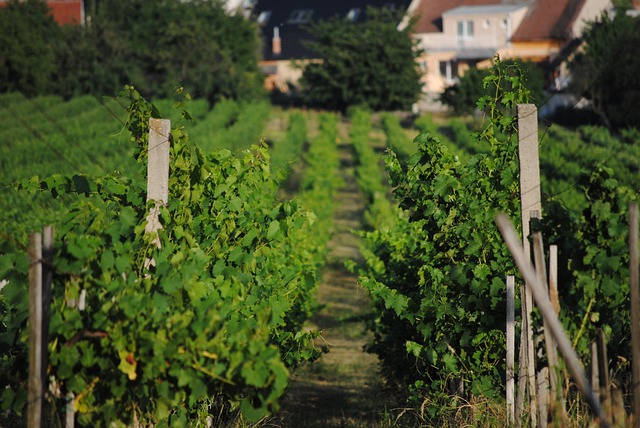 Piloxing na Vinohradech: Zkušenosti a Tipy